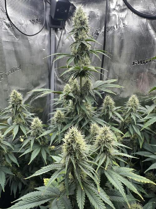Sticky Broccoli 🥦 Eternity GrowCup. Week 12