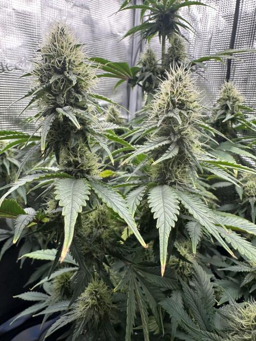 Sticky Broccoli 🥦 Eternity GrowCup. Week 12