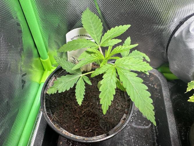 The Sweet White Candy One. Week 4