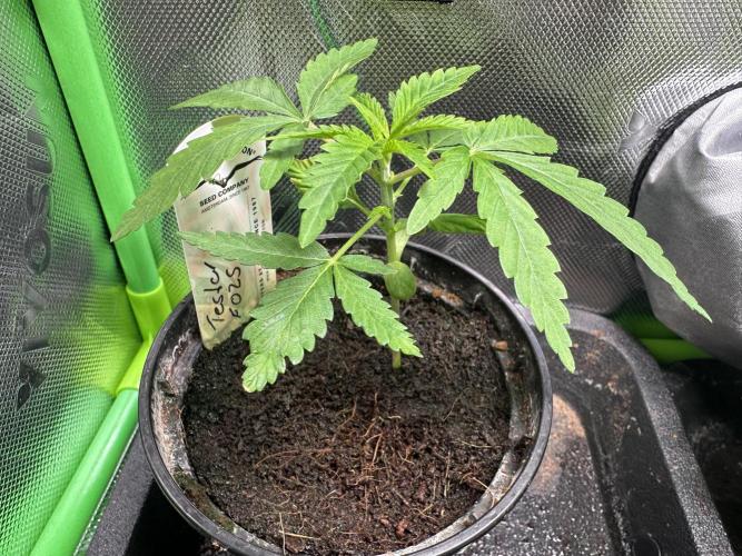 The Sweet White Candy One. Week 4