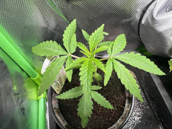 The Sweet White Candy One. Week 4