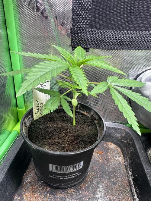 The Sweet White Candy One. Week 4