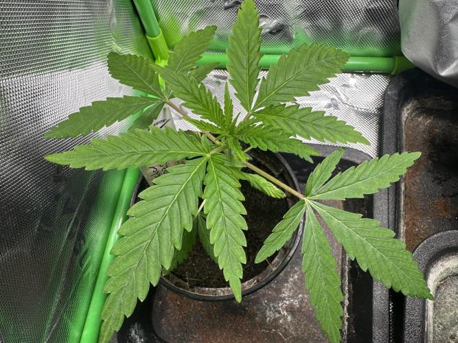 The Sweet White Candy One. Week 4