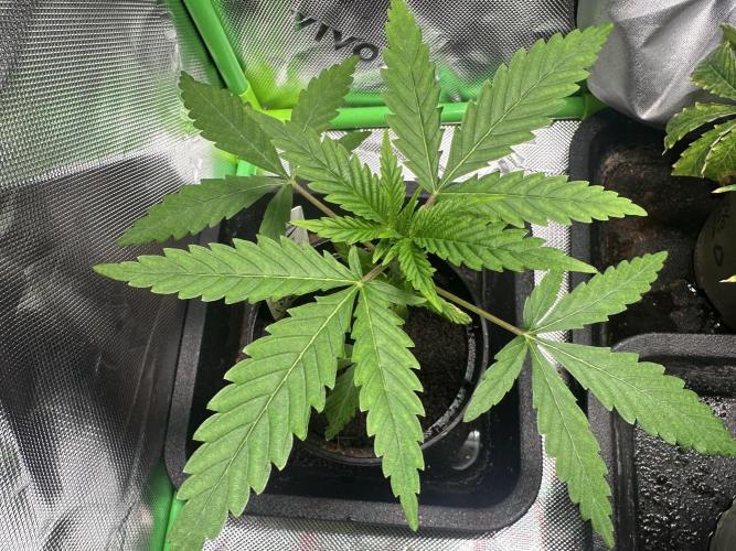The Sweet White Candy One. Week 4