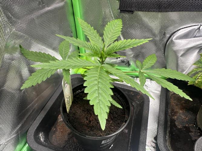 The Sweet White Candy One. Week 4