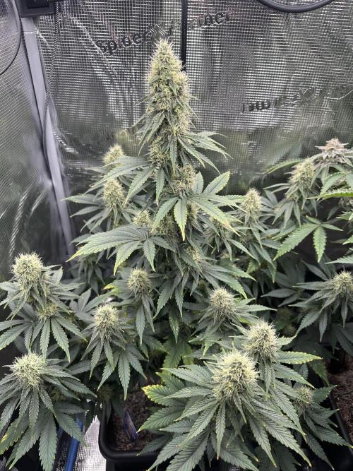 Sticky Broccoli 🥦 Eternity GrowCup. Week 12