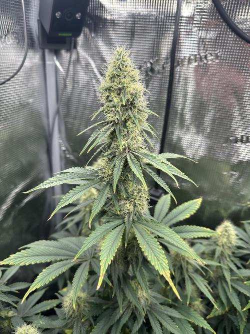 Sticky Broccoli 🥦 Eternity GrowCup. Week 12
