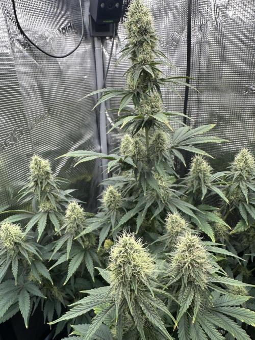 Sticky Broccoli 🥦 Eternity GrowCup. Week 13