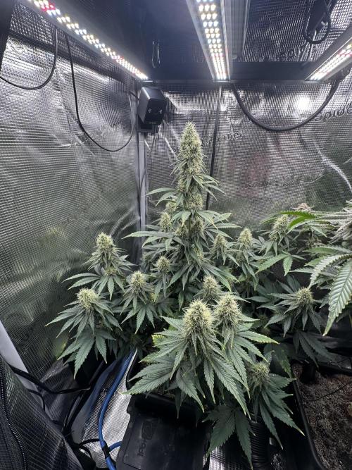 Sticky Broccoli 🥦 Eternity GrowCup. Week 13