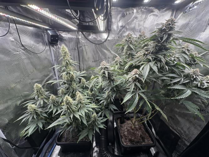 Sticky Broccoli 🥦 Eternity GrowCup. Week 13