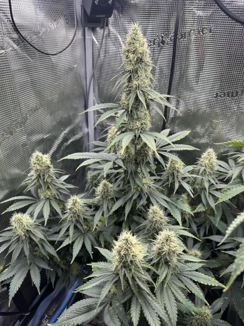 Sticky Broccoli 🥦 Eternity GrowCup. Week 13