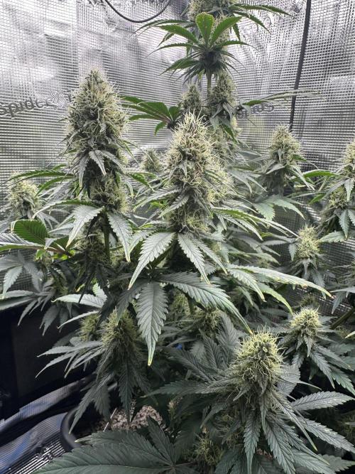 Sticky Broccoli 🥦 Eternity GrowCup. Week 13