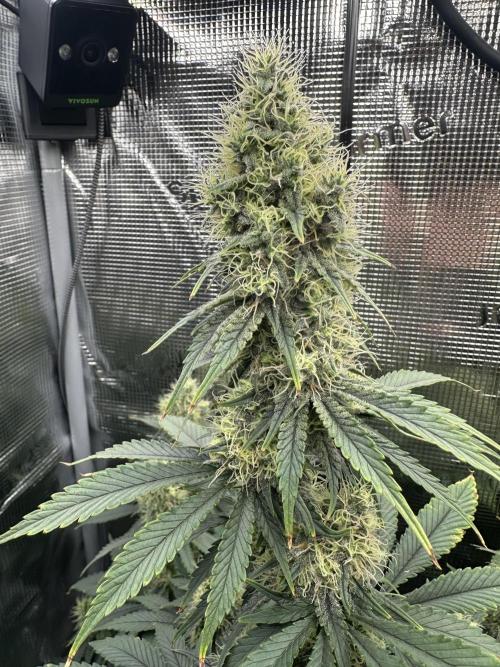 Sticky Broccoli 🥦 Eternity GrowCup. Week 13