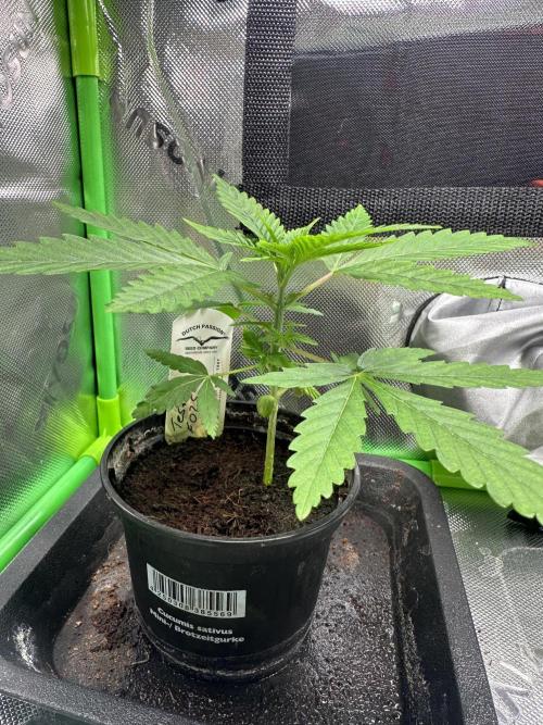 The Sweet White Candy One. Week 5