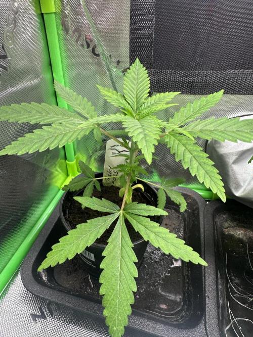 The Sweet White Candy One. Week 5