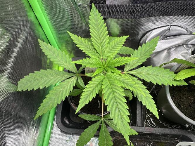 The Sweet White Candy One. Week 5