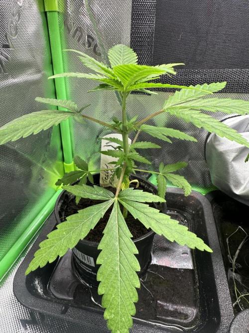 The Sweet White Candy One. Week 5