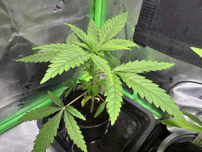 The Sweet White Candy One. Week 5