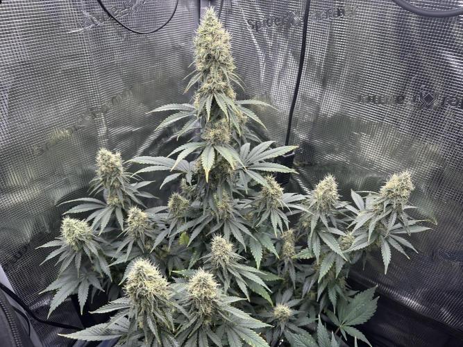 Sticky Broccoli 🥦 Eternity GrowCup. Week 14