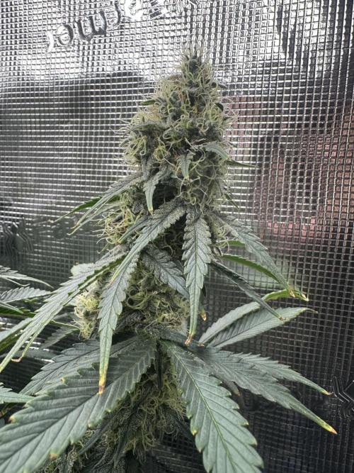 Sticky Broccoli 🥦 Eternity GrowCup. Week 14
