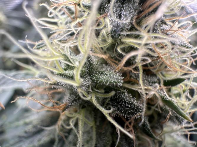 Sticky Broccoli 🥦 Eternity GrowCup. Week 14