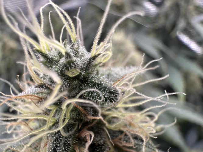 Sticky Broccoli 🥦 Eternity GrowCup. Week 14