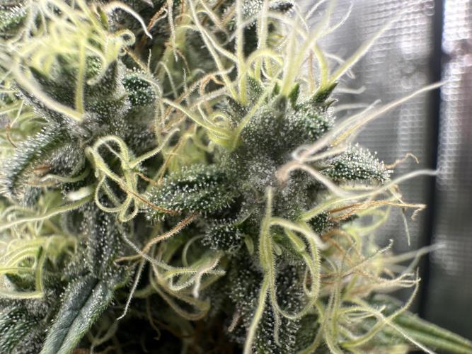 Sticky Broccoli 🥦 Eternity GrowCup. Week 14
