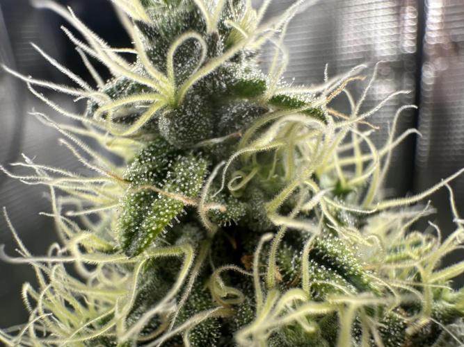 Sticky Broccoli 🥦 Eternity GrowCup. Week 14