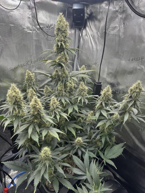 Sticky Broccoli 🥦 Eternity GrowCup. Week 14
