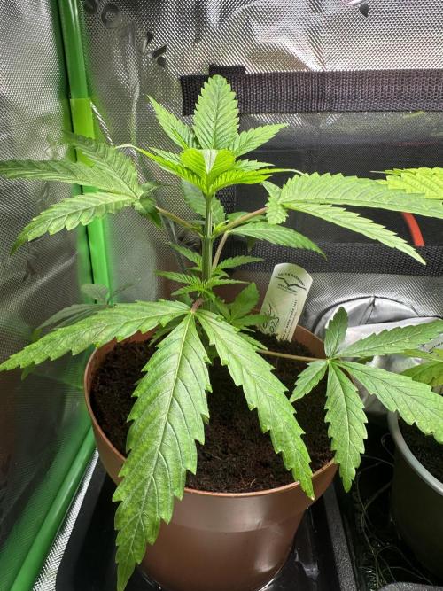 The Sweet White Candy One. Week 6