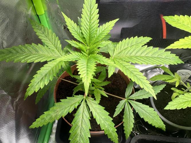 The Sweet White Candy One. Week 6