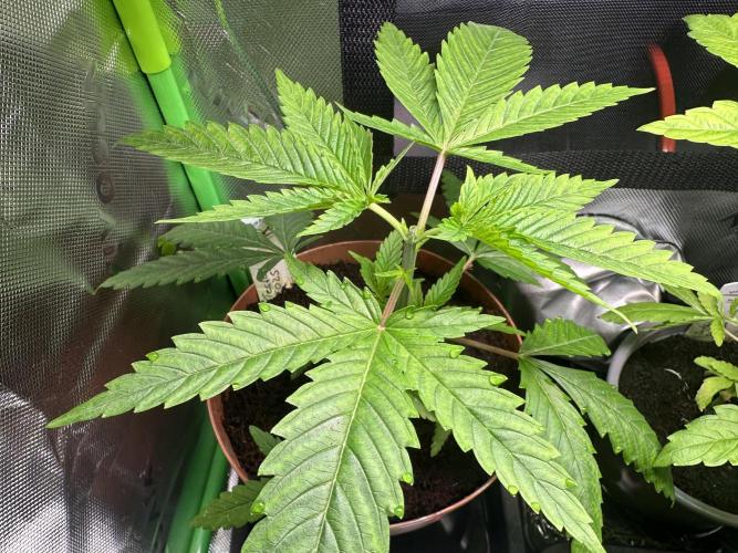 The Sweet White Candy One. Week 6