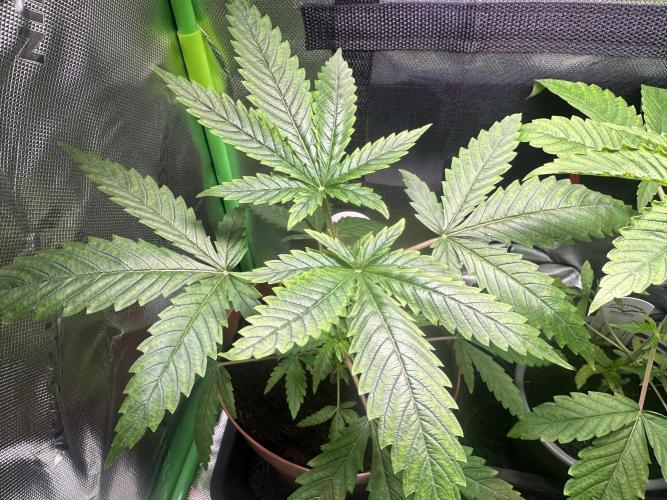 The Sweet White Candy One. Week 6