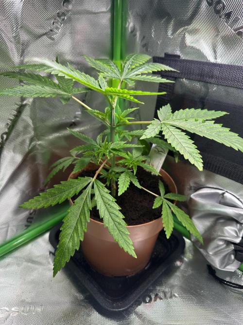 The Sweet White Candy One. Week 6