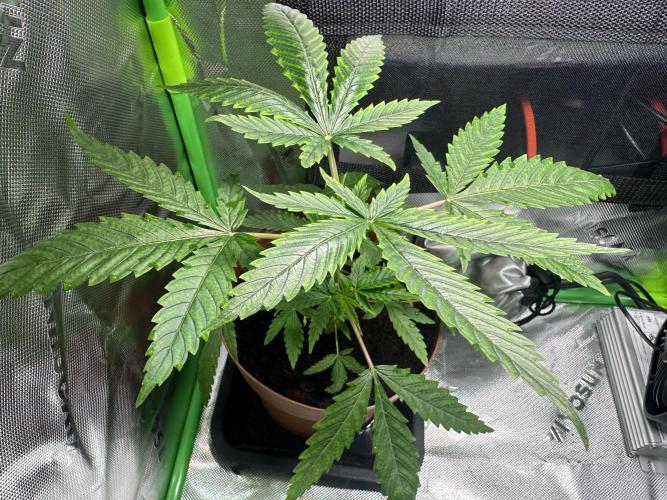 The Sweet White Candy One. Week 6