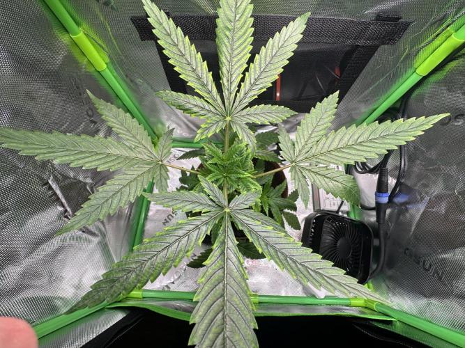 The Sweet White Candy One. Week 6