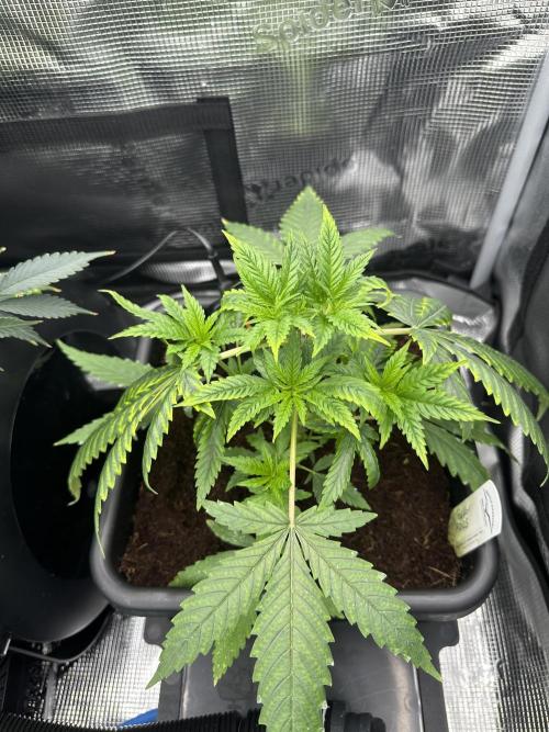 The Sweet White Candy One. Week 7