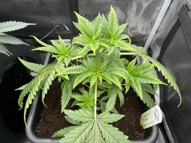 The Sweet White Candy One. Week 7