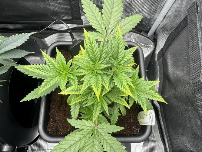 The Sweet White Candy One. Week 7