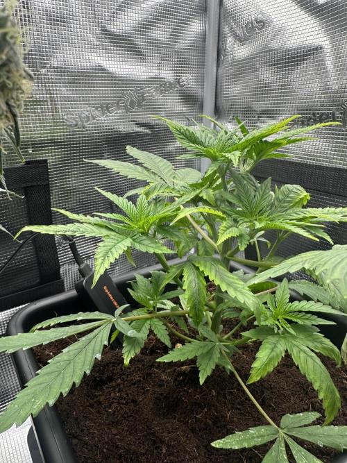 The Sweet White Candy One. Week 7