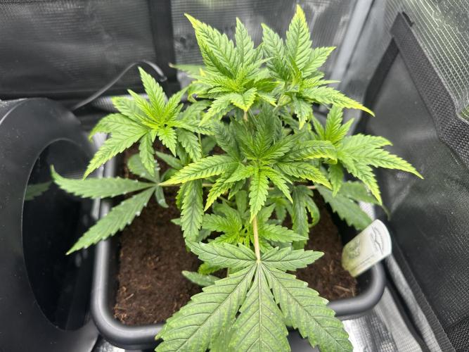 The Sweet White Candy One. Week 7