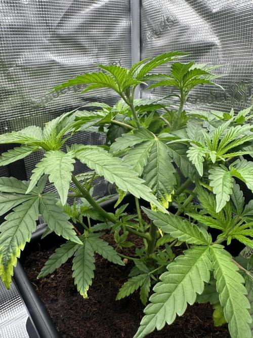 The Sweet White Candy One. Week 7