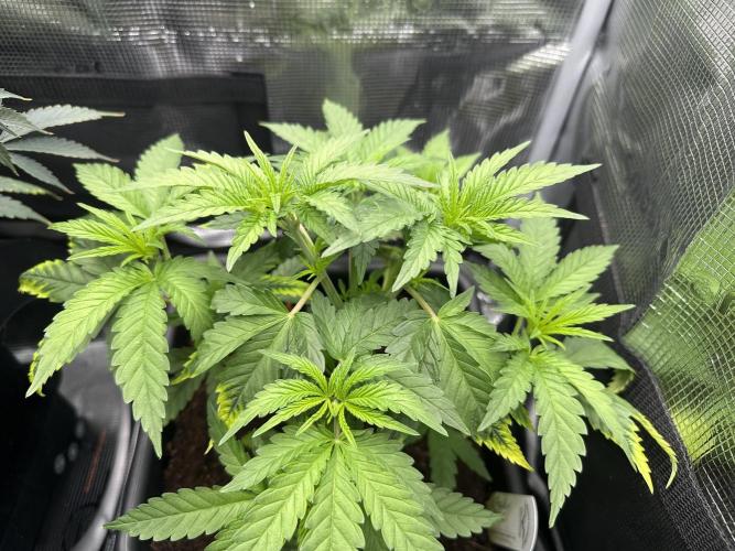 The Sweet White Candy One. Week 7