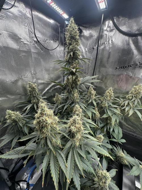 Sticky Broccoli 🥦 Eternity GrowCup. Week 15