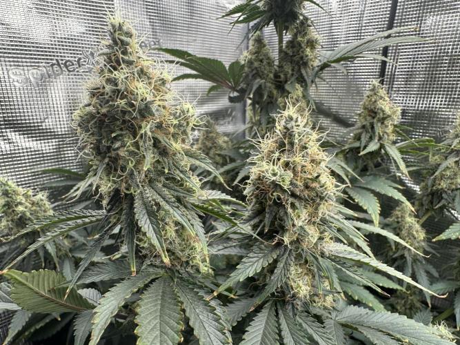 Sticky Broccoli 🥦 Eternity GrowCup. Week 15