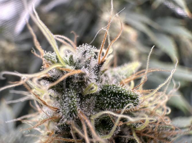 Sticky Broccoli 🥦 Eternity GrowCup. Week 15