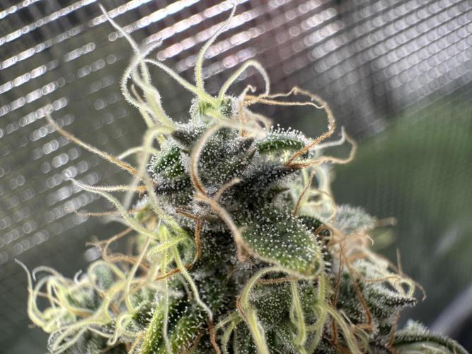Sticky Broccoli 🥦 Eternity GrowCup. Week 15