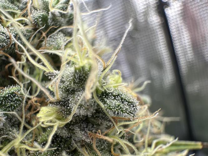 Sticky Broccoli 🥦 Eternity GrowCup. Week 15