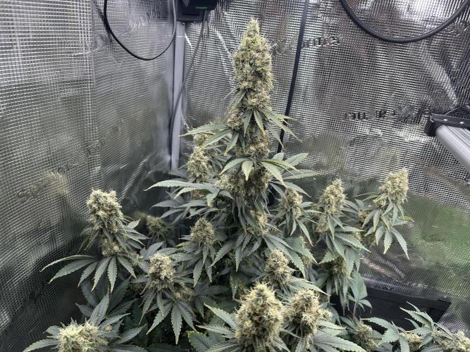 Sticky Broccoli 🥦 Eternity GrowCup. Week 15