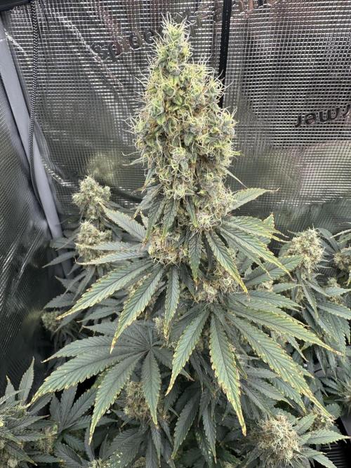 Sticky Broccoli 🥦 Eternity GrowCup. Week 15